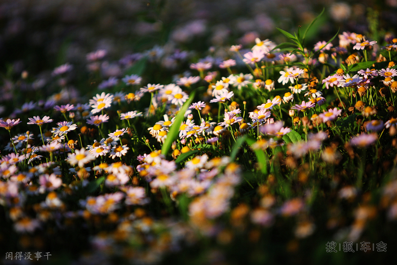 闲看庭前花开花落