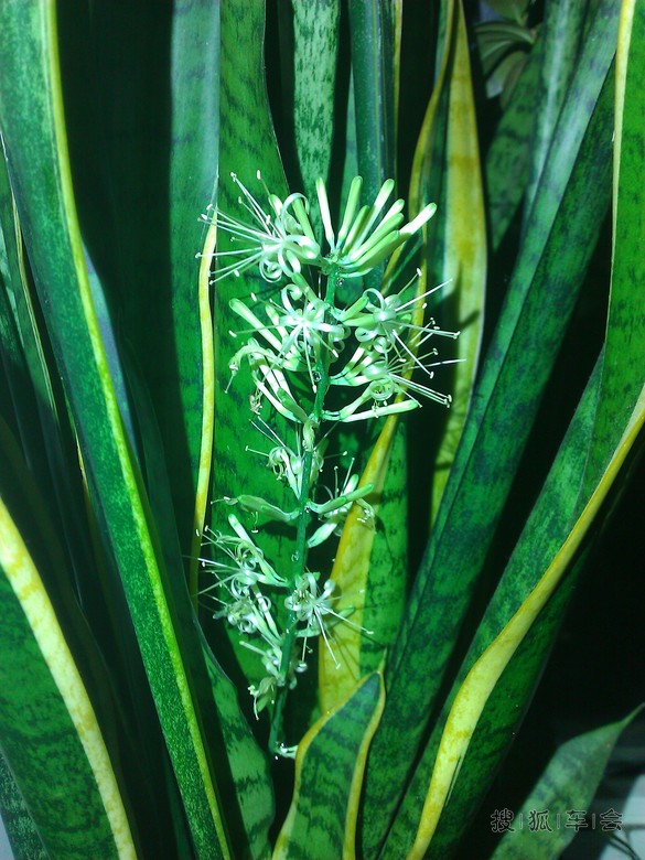 养了四年的虎皮兰昨晚开花放香