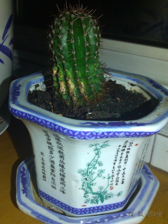 养了四年的虎皮兰昨晚开花放香