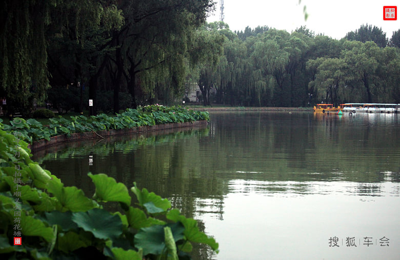〇一四年度顺义(第十二届)荷花展之二_吉利英