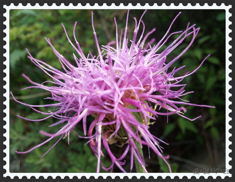 7月11日星期五星华社打卡(今日限行4、9)_北斗