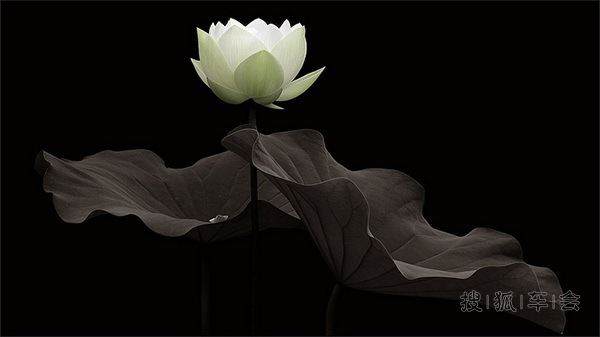 禅意莲花_北京比亚迪S6_搜狐车友会