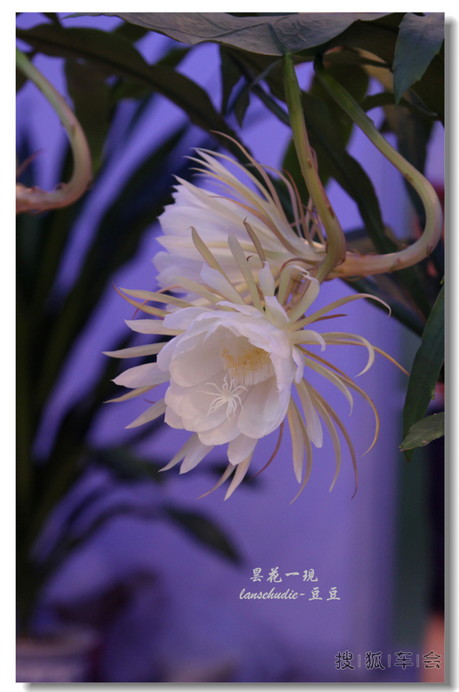 [苏车写手]今夜昙花为谁开?