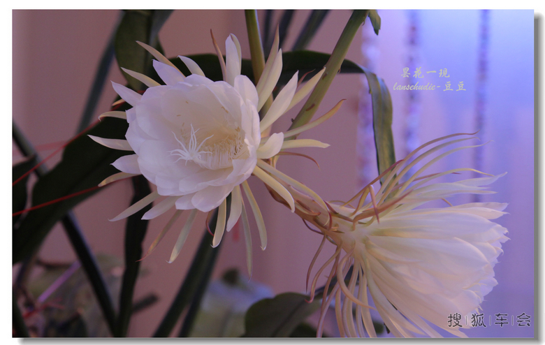 [苏车写手]今夜昙花为谁开?