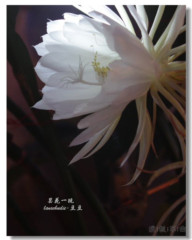 [苏车写手]今夜昙花为谁开?