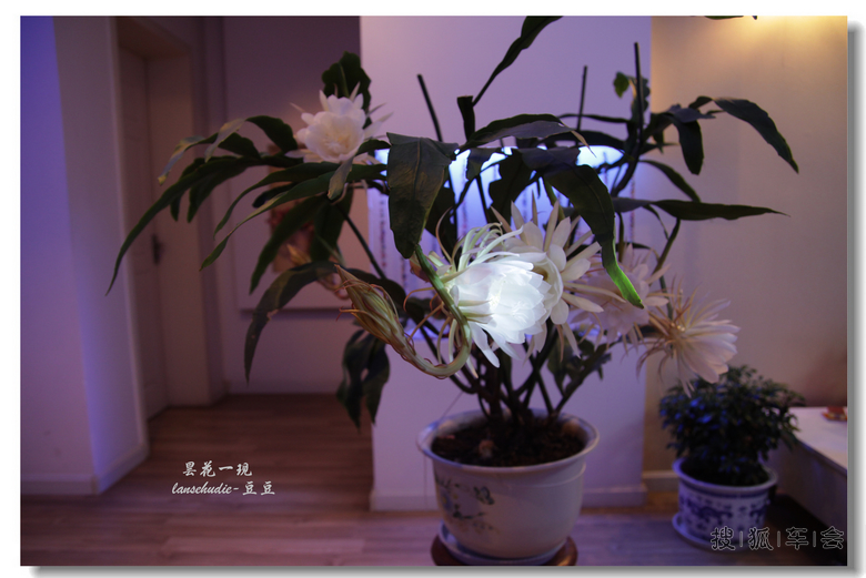 [苏车写手]今夜昙花为谁开?