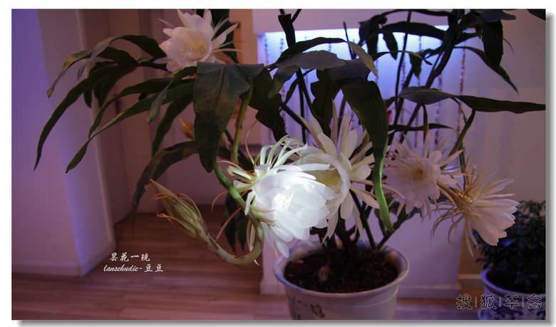 [苏车写手]今夜昙花为谁开?