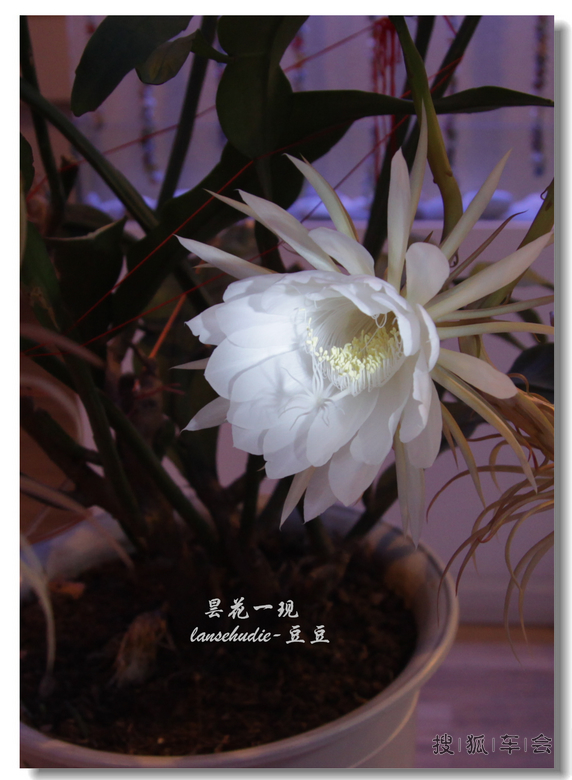 [苏车写手]今夜昙花为谁开?