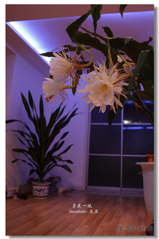 [苏车写手]今夜昙花为谁开?