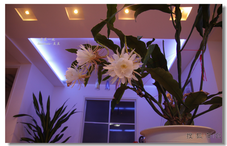 [苏车写手]今夜昙花为谁开?