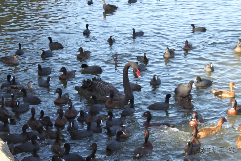 澳大利亚的动物_天津比亚迪S6论坛