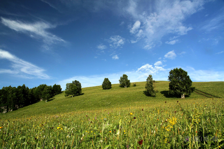 这是毒狼花 吧?!