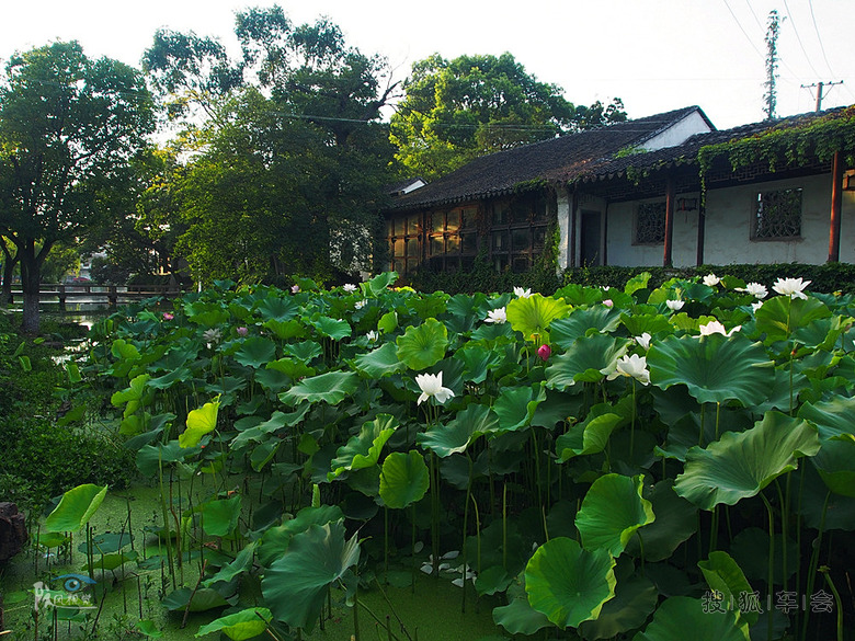 【汽语喧昂0718】夏日沧浪亭