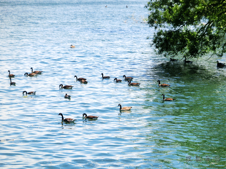 多伦多湖心岛