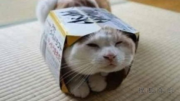 废弃盒子里的猫咪_北京比亚迪S6