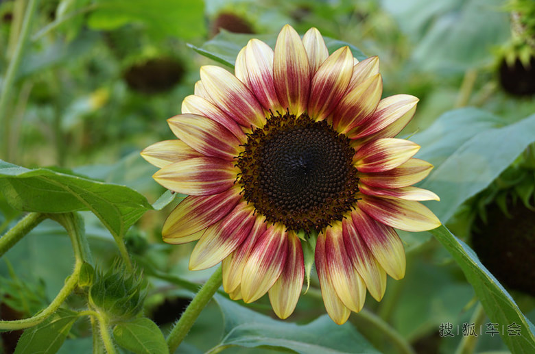 【汽语喧昻0721】葵花朵朵向阳开!