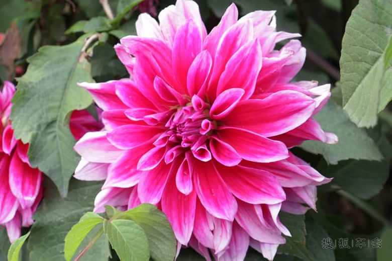 国庆M4川西小环线自驾游及认证_长城M4车友