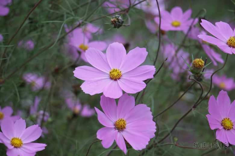 国庆M4川西小环线自驾游及认证_长城M4车友