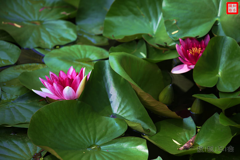 荷花与睡莲开放的时间不同_吉利英伦汽车俱乐部
