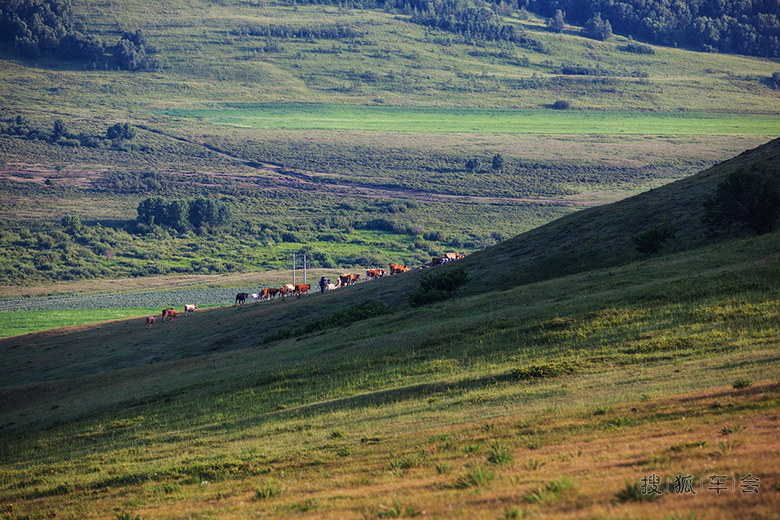 七月的草原,丰宁大滩印象_北斗星-星华社