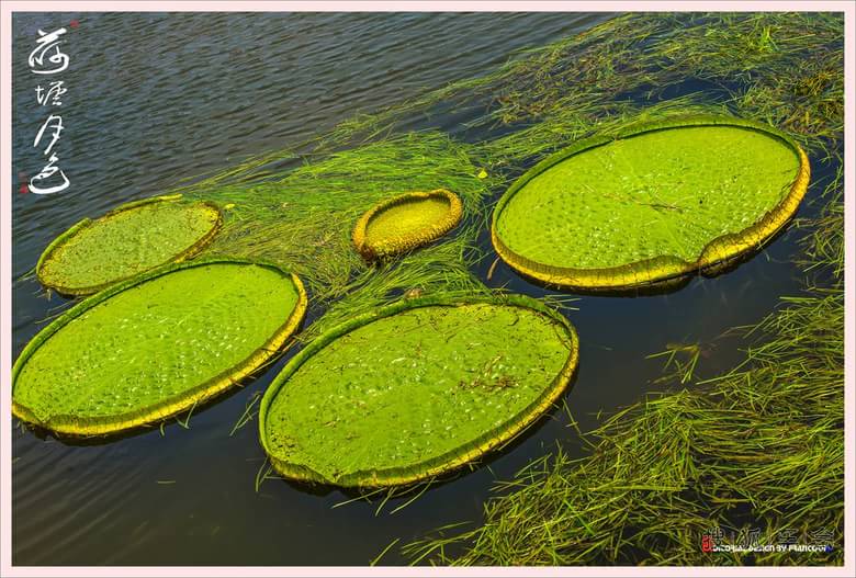 苏州 荷塘月色_狐拍社(上海)