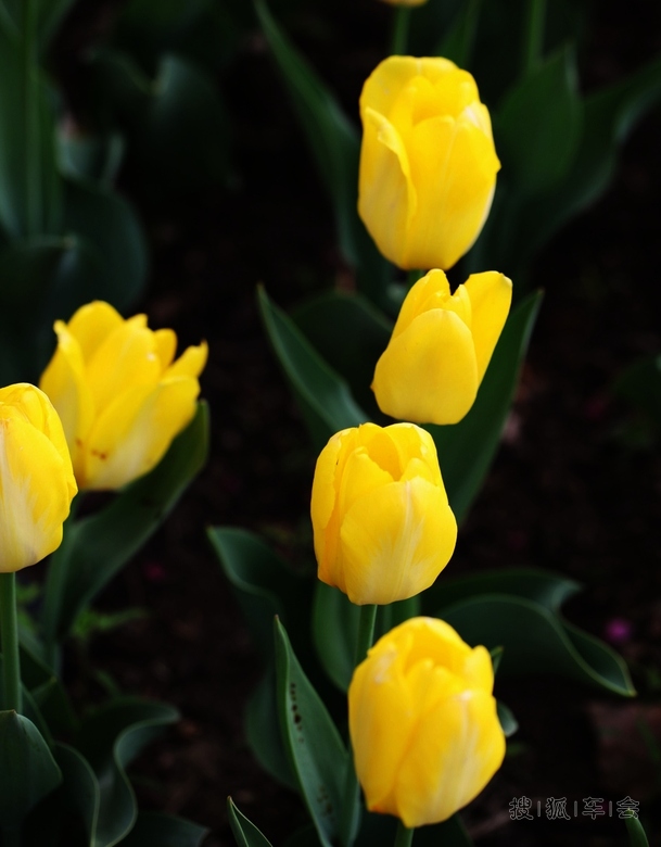 [原创]荷兰国花郁金香