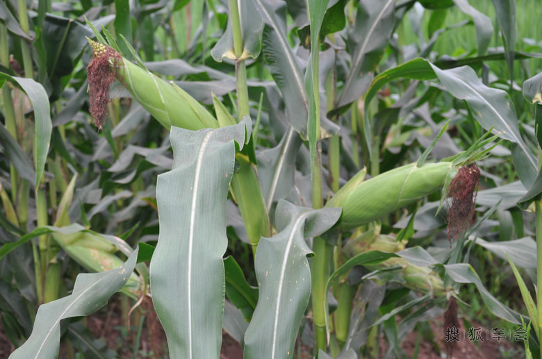 C5 2.0MT 北京-西安-四川自驾游,行程6000公里