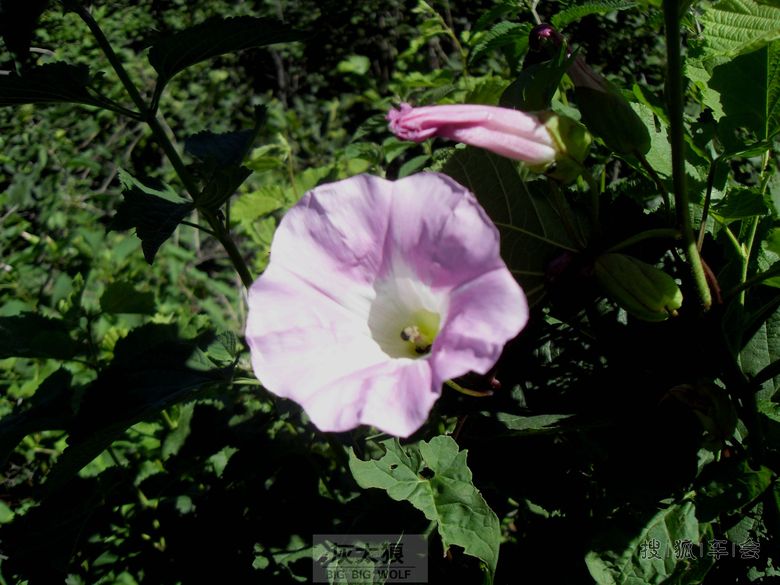 15387353.jpg_s780