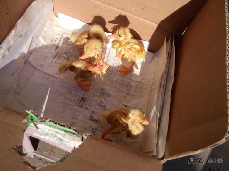 大家看看这是小鸭子还是小鹅?