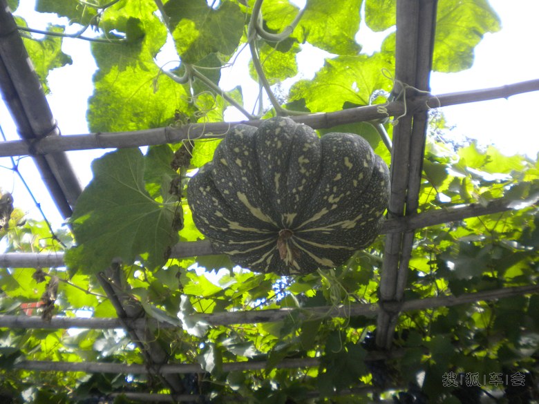 退休后的田园生活