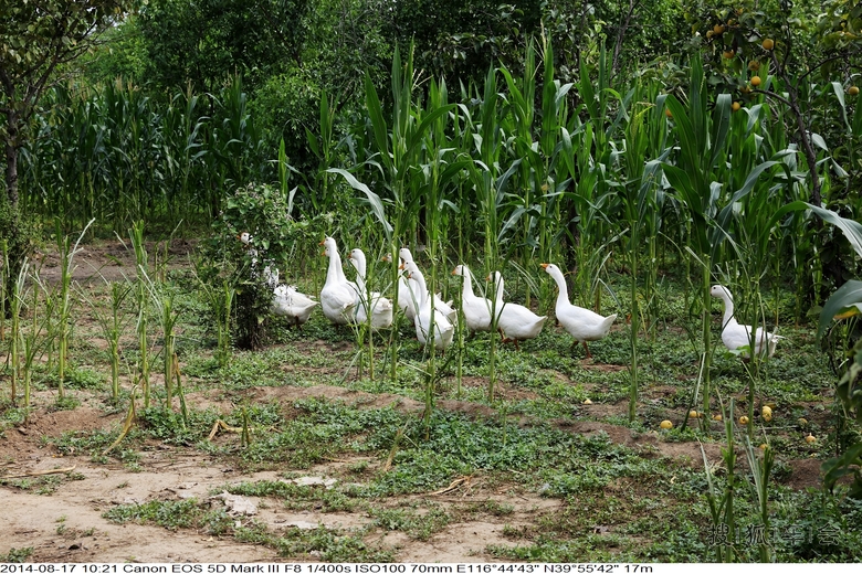 访问同学的养鸡场