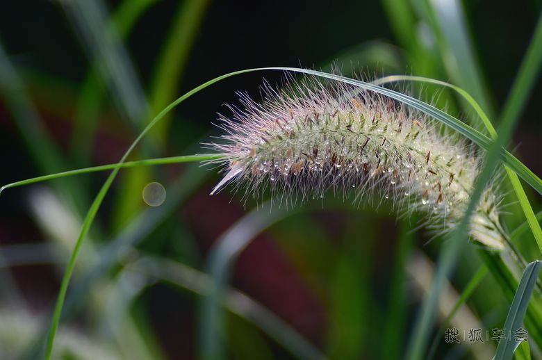 我是一颗小小草_北京蓝天摄影俱乐部_搜狐车