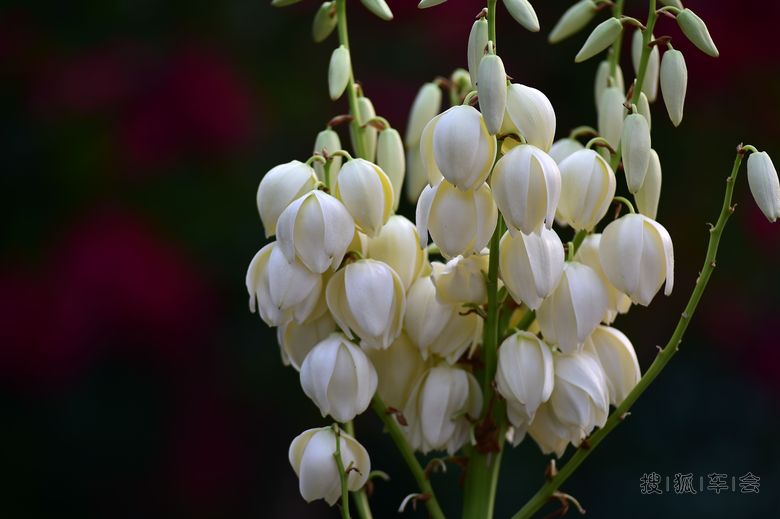 我是一颗小小草_北京蓝天摄影俱乐部_搜狐车