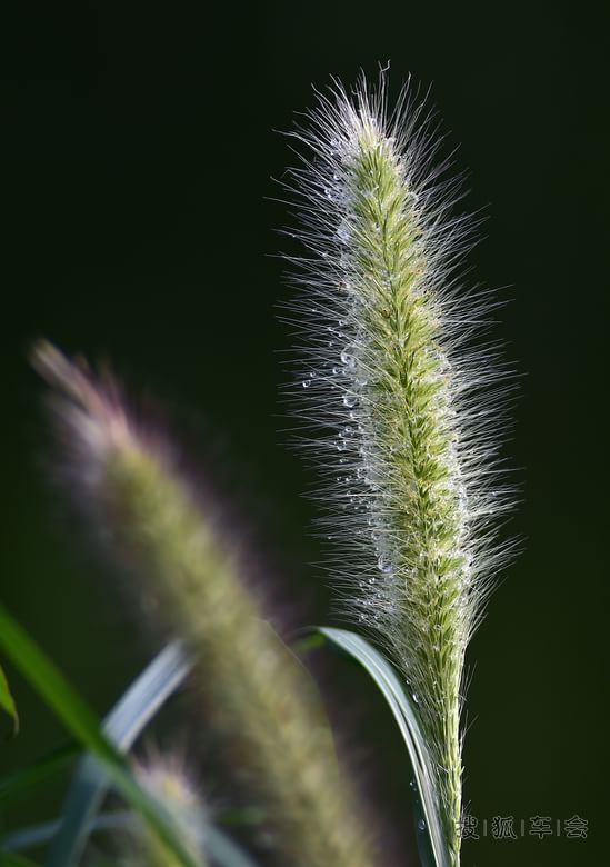 我是一颗小小草_京A军团摩旅_搜狐车友会