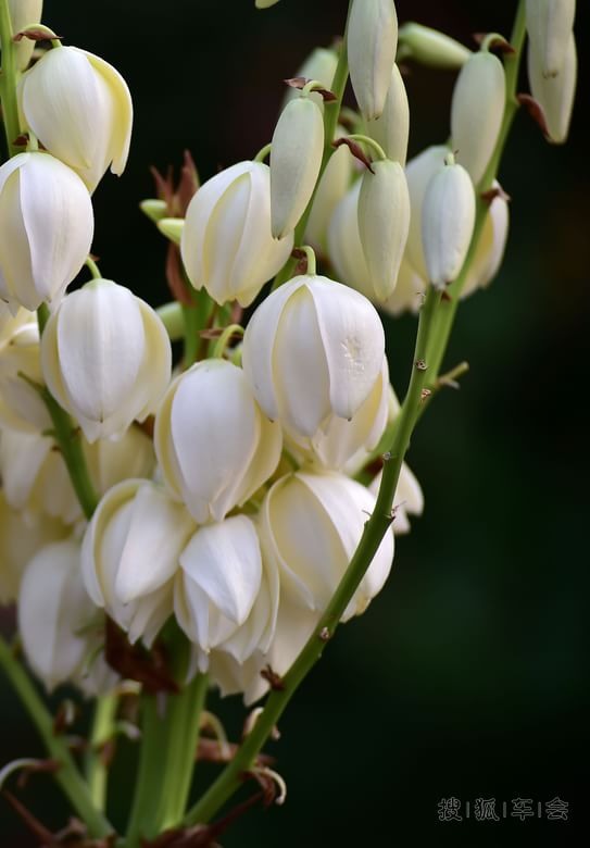 我是一颗小小草_京A军团摩旅_搜狐车友会