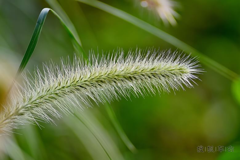 我是一颗小小草_北京蓝天摄影俱乐部_搜狐车