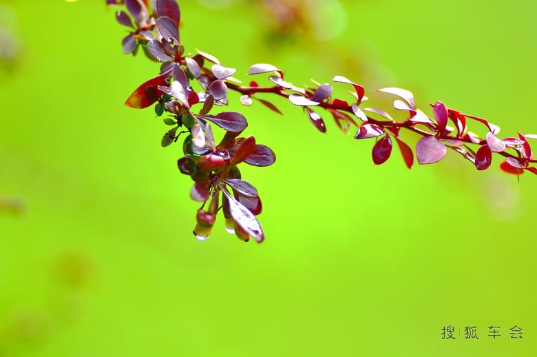 我是一颗小小草_摩托一族_搜狐车友会