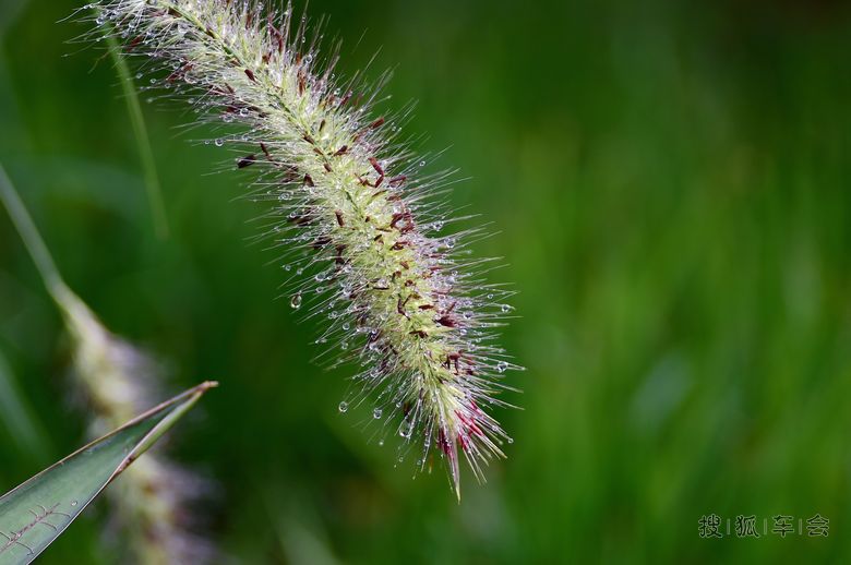 我是一颗小小草_摩托一族_搜狐车友会