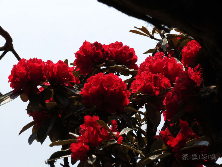 16348043.jpg_s780