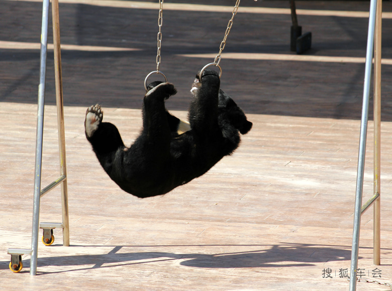 出游北京野生动物园之--黑熊表演!_迈腾-腾云社