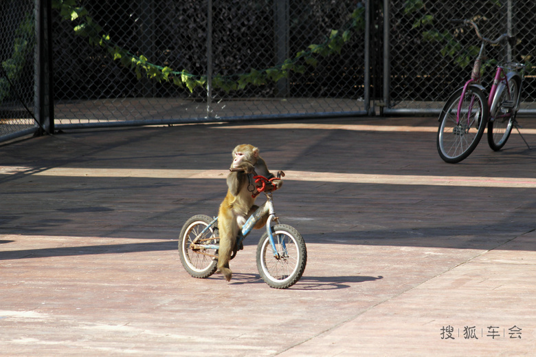 出游北京野生动物园之--猴子表演!_迈腾-腾云社