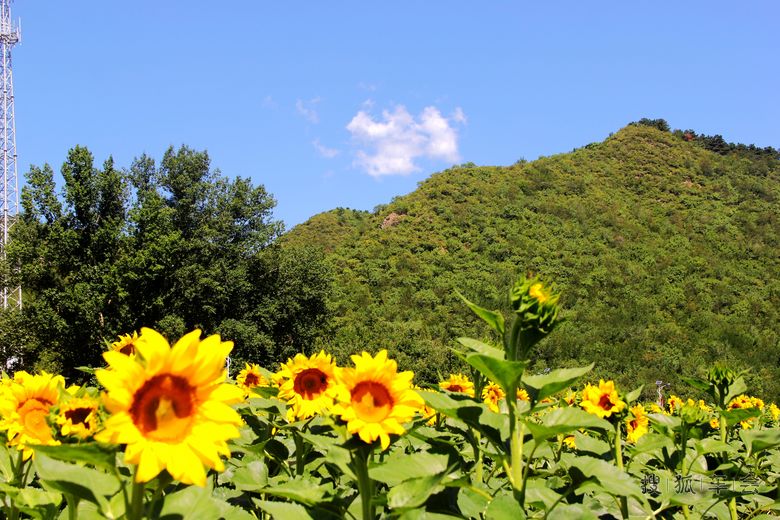 [苏车杂谈0828]秋天的向日葵