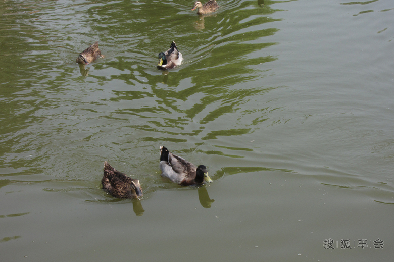 【汽语喧昂0828】我是一只丑小鸭_汽车与武器