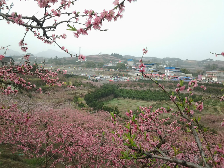 {赏桃花游记}.