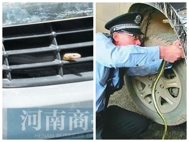 蛇出没注意!不要让蛇钻进你的汽车