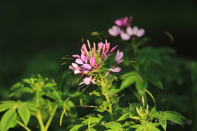 花不醉人人自醉---醉蝶花_北京比亚迪S6