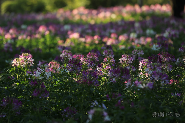 花不醉人人自醉---醉蝶花