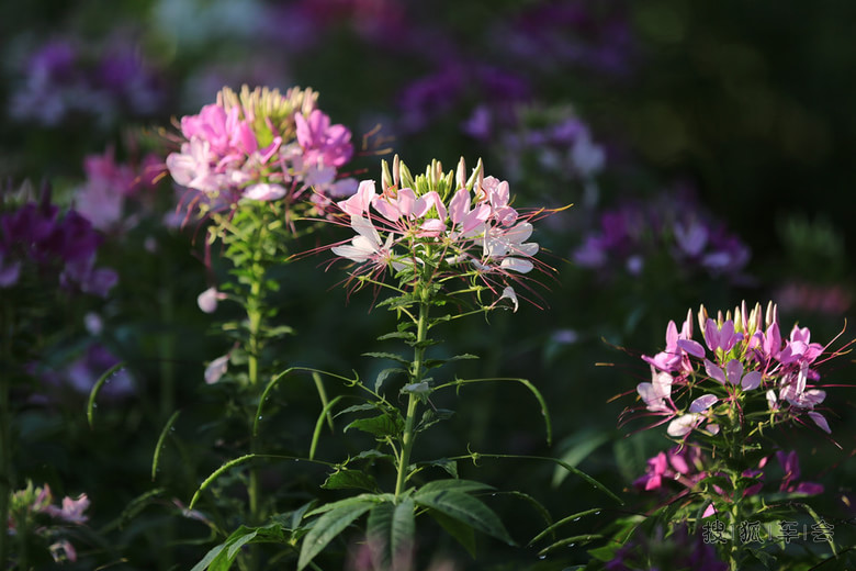 花不醉人人自醉---醉蝶花