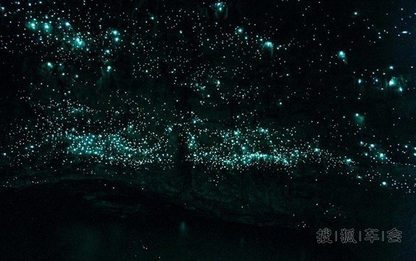 媲美童话世界的旅游胜地 萤火虫洞,新西兰