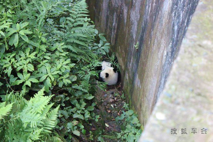 萌宝萌物的中秋自驾游:碧峰峡、上里古镇
